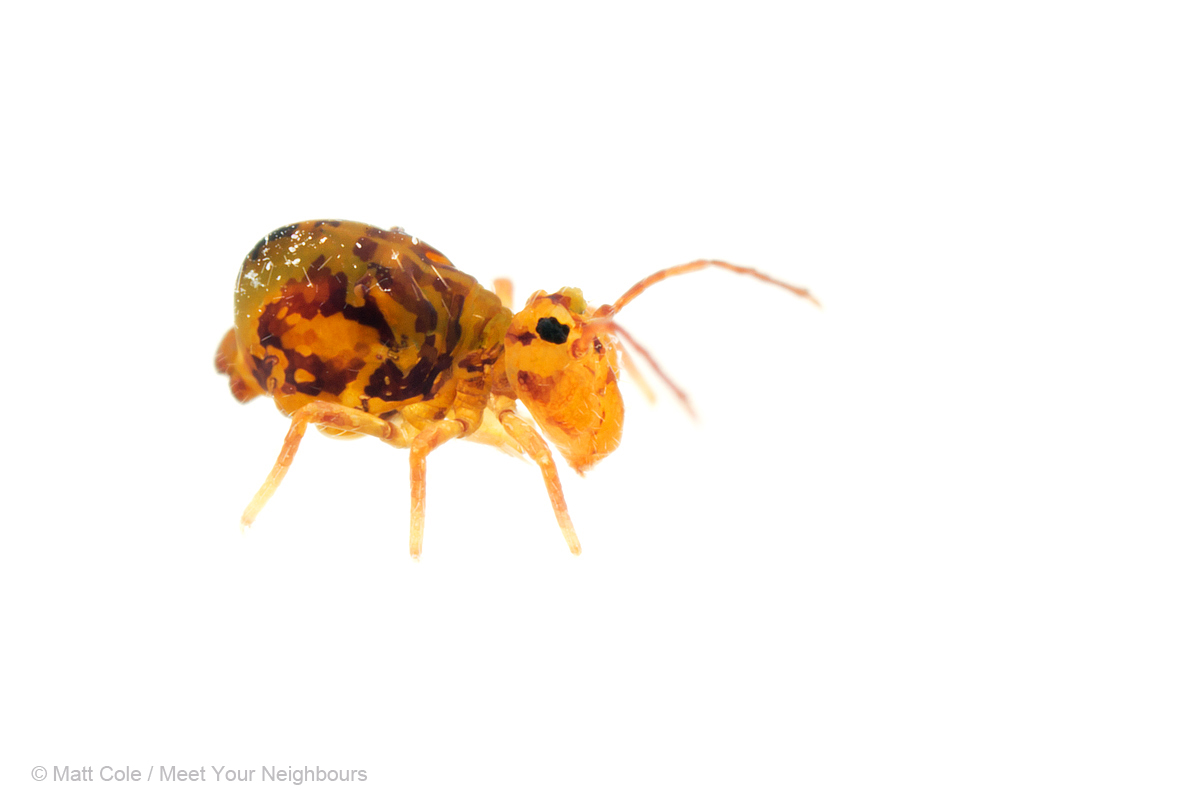 Globular Springtail